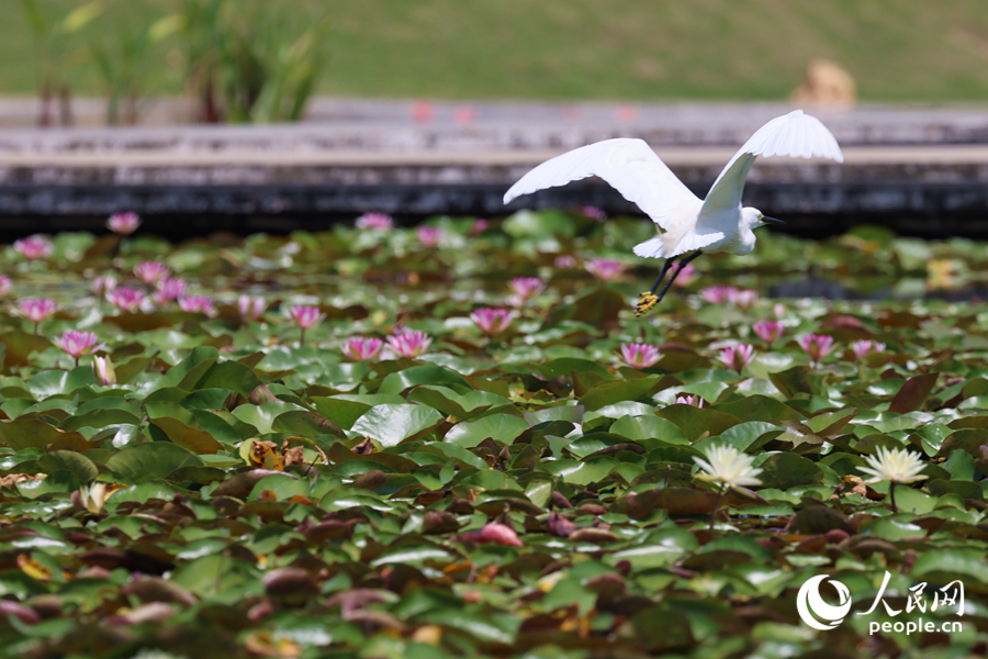 彩蓮滿(mǎn)塘鷺鳥(niǎo)飛。人民網(wǎng)記者 陳博攝