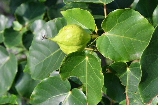 圖為石山油桐。（廣西壯族自治區(qū)中醫(yī)藥研究院供圖）