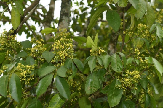 圖為廣西割舌樹。（廣西壯族自治區(qū)中醫(yī)藥研究院供圖）