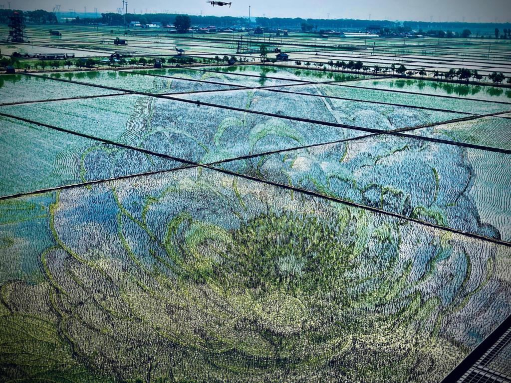 國色山河主題稻田畫。人民網記者 任妍攝