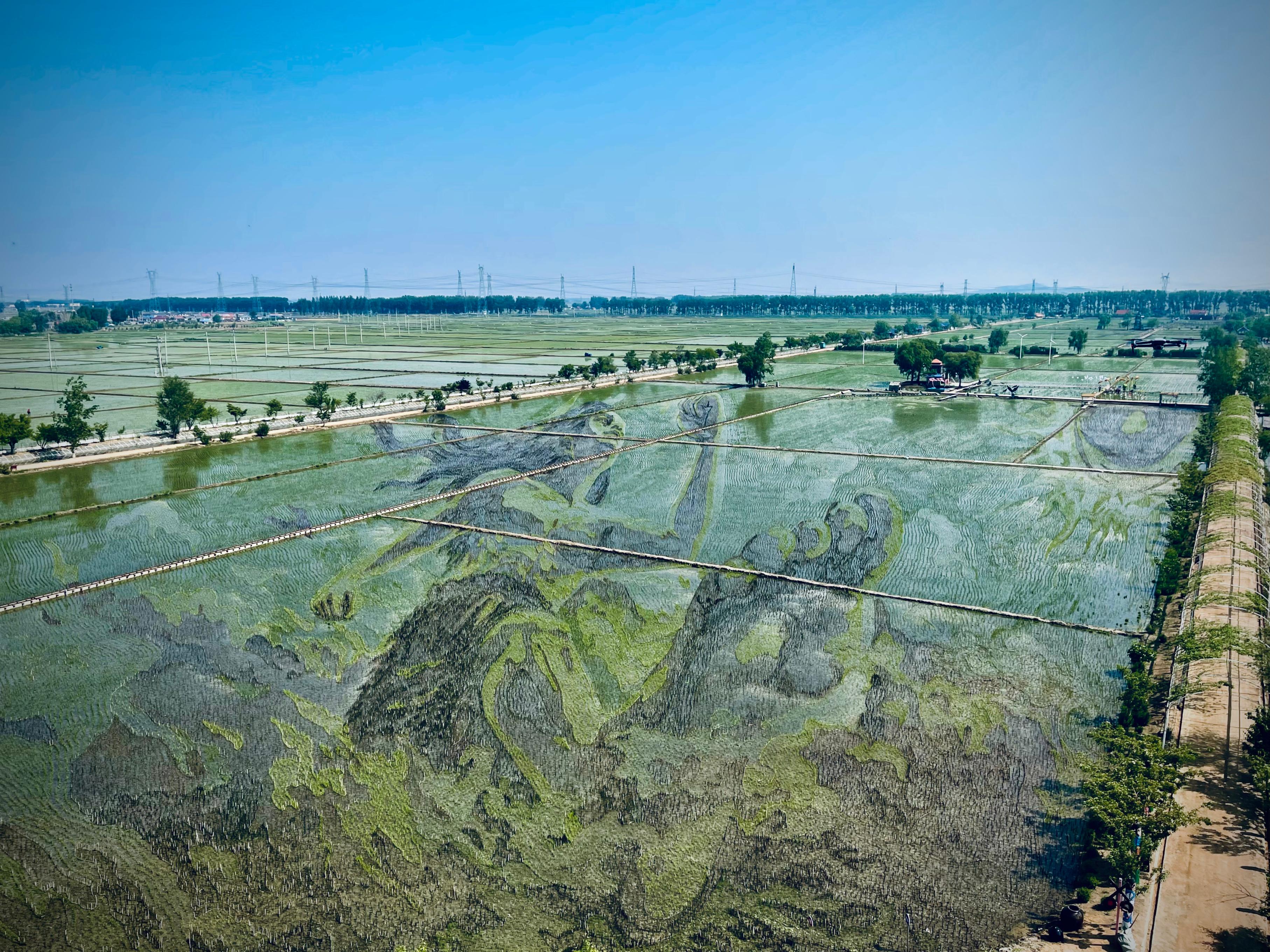 “歷史典故-夸父逐日”稻田畫。人民網記者 任妍攝