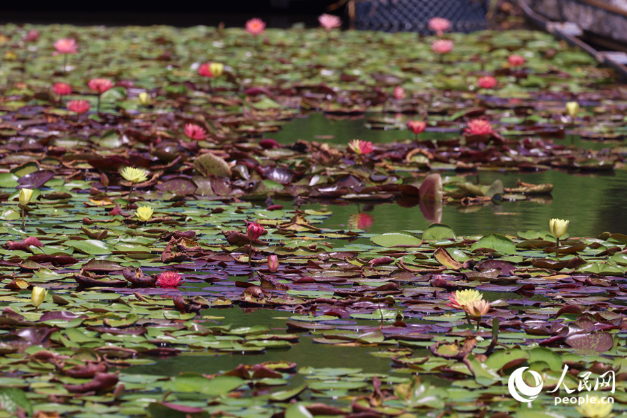 藏在繁花深處的3朵雙色睡蓮。人民網(wǎng)記者 陳博攝