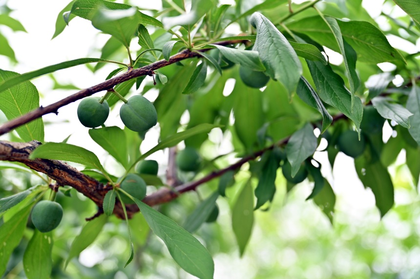 巫山縣曲尺鄉(xiāng)柑園村的脆李樹掛滿青果。鄒樂攝