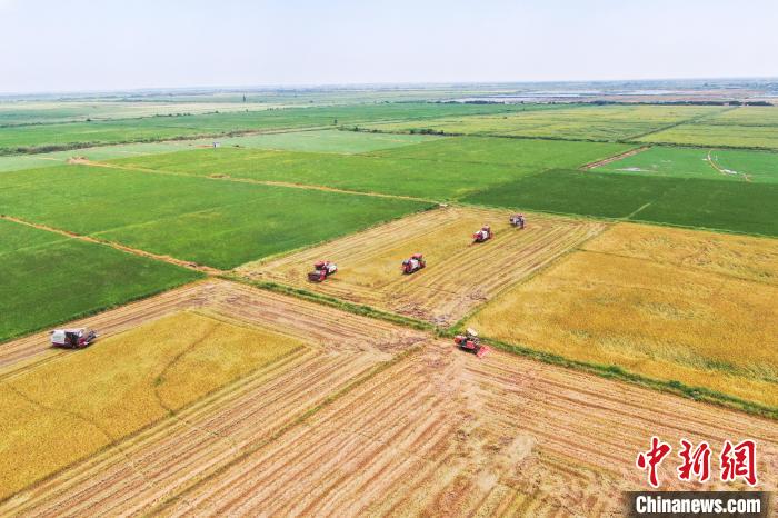 圖為在南昌縣大田農(nóng)社，收割機正在收割早稻。　劉力鑫 攝