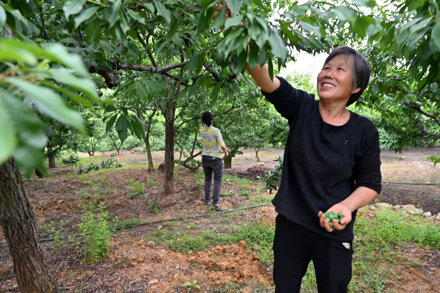 村民們搶抓農(nóng)時，忙著為脆李樹疏果。鄒樂攝