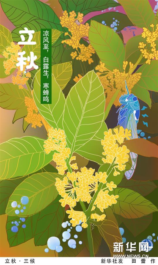 （圖表&middot;插畫）［二十四節(jié)氣&middot;立秋］立秋&middot;三候