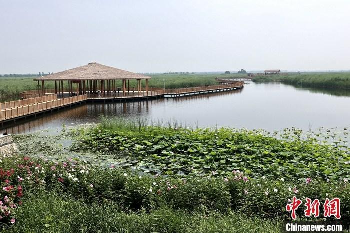 從完成頂層設(shè)計(jì)到如火如荼大規(guī)模建設(shè)，六年來(lái)，雄安新區(qū)如春天的竹子一般拔節(jié)生長(zhǎng)，這座承載千年大計(jì)的“未來(lái)之城”已雄姿初顯。從“一張白紙”開(kāi)始著墨，如今的雄安新區(qū)已是濃墨重彩的“山水畫(huà)”。<a target='_blank' href='/'>中新社</a>記者近日走訪(fǎng)了雄安新區(qū)多地，從“藍(lán)綠金”三色感受這座“未來(lái)之城”的巨大變化。圖為7月20日，河北白洋淀上荷花滿(mǎn)淀、蘆花搖曳。 <a target='_blank' href='/'>中新社</a>記者 易海菲 攝