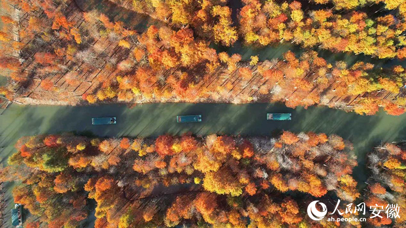 寧國落羽紅杉林。人民網(wǎng) 郭昊攝