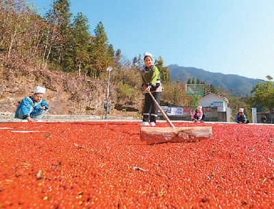 貴州省黔東南苗族侗族自治州榕江縣依托豐富的森林資源，大力發(fā)展林下草珊瑚中藥材種植等林下經(jīng)濟，實現(xiàn)農(nóng)民增收、林業(yè)增效。圖為榕江縣興華水族鄉(xiāng)星月村草珊瑚種植基地內(nèi)，村民在采收、晾曬草珊瑚果。 周光勝攝（人民視覺）